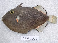 藏品(褐擬鱗魨)的圖片